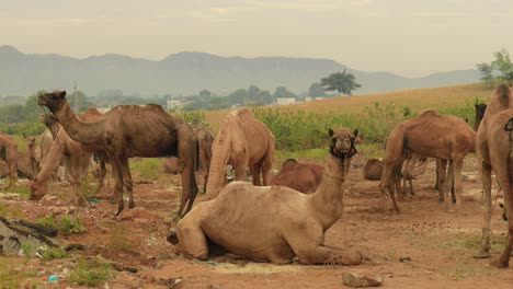 camellos en la feria de pushkar, también llamada feria de camellos de pushkar o localmente como kartik mela es una feria anual de varios días de ganado y cultural que se celebra en la ciudad de pushkar, rajasthan, india.