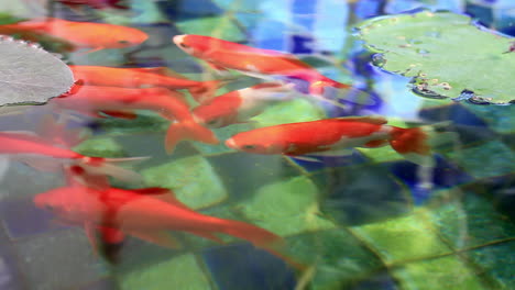 Cyprinus-Carpio-Están-Nadando-Libremente-En-Un-Pequeño-Estanque-De-Peces