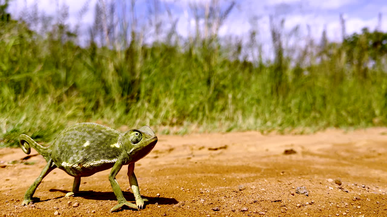 Green chameleon cautiously crossing dirt road with eyes scanning all directions