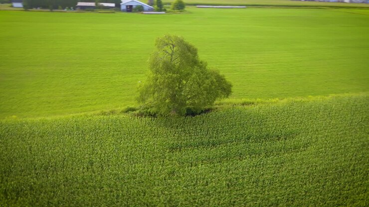 Ripresa aerea che gira intorno a un albero al margine di un campo di mais maturo e verde a fine estate.