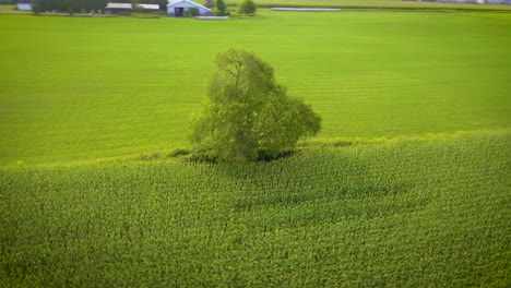 Aerial-circling-a-tree-on-the-edge-of-a-ripe,-green-corn-field-in-late-summer