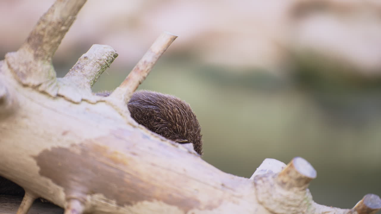 cabeza de nutria de garras pequeñas asiática o oriental de cerca mirando desde detrás del tronco de un árbol