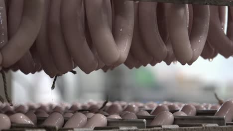 el cerdo se come tanto recién cocido como en conserva
