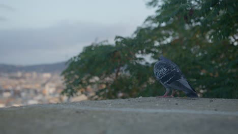 hi res view of bird on ledge near scenic trees, barcelona spain city skyline with golden sunrise in 6k as birds fly