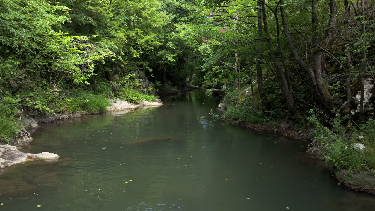 Scenic River Flowing Through a Lush Green Forest