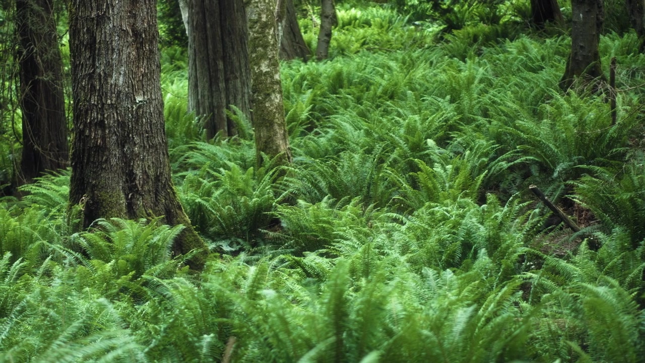 Arbusti di felci che coprono il terreno di una foresta pluviale, crescendo tra gli alberi.