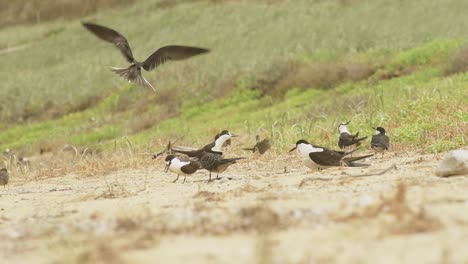 Erwachsene-Rußseeschwalbe-Füttert-Einen-Juvenilen-Vogel,-Während-Ein-Anderer-Erwachsener-Im-Hintergrund-Landet,-Um-Sich-Um-Seine-Nachkommen-An-Einem-Grasbewachsenen-Strand-Auf-Lord-Howe-Island,-Nsw,-Australien,-Zu-Kümmern