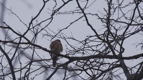 Peregrine-Flacon-Perched-In-A-Tree-During-Winter,-Bird-Of-Prey-In-Urban-Toronto