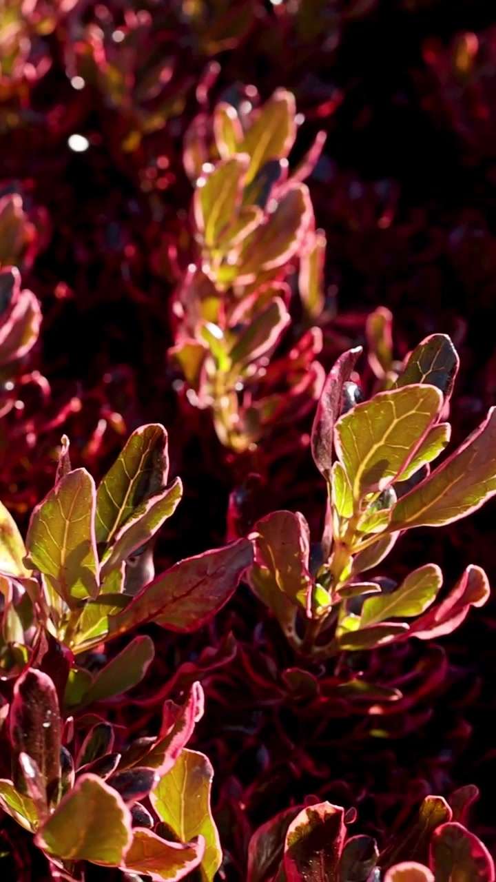 Uno scatto verticale dettagliato di rigogliosi cespugli rossi con la luce del sole che evidenzia le texture delle foglie.