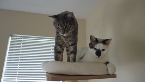 two cats on a cat tree