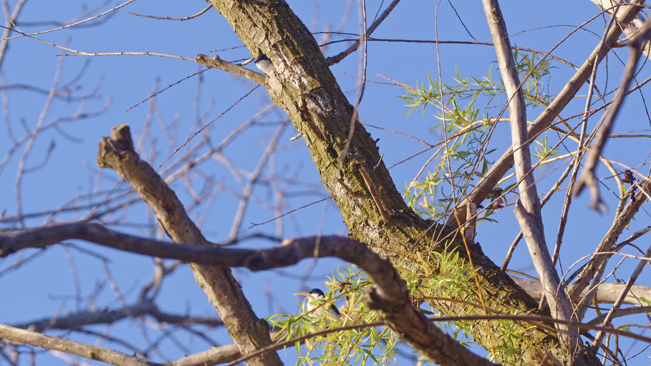 High-frame-rate footage captures the purple martin's nimble flight in mesmerizing detail.