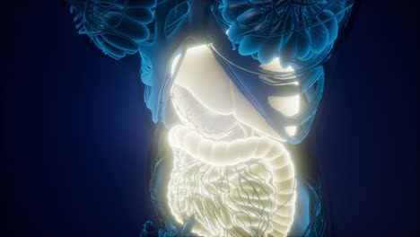 Human-Body-with-Visible-Digestive-System