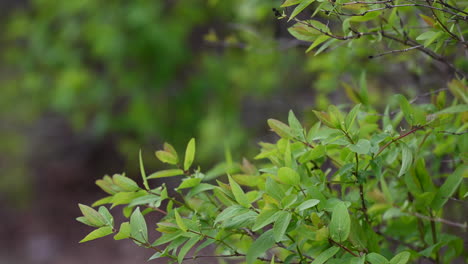 Green-bush-leaves-background-in-europe