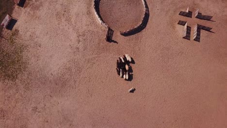 Aerial-view-of-a-Pumi-shepherd-dog-being-trained-to-guide-cattle-inside-a-fence