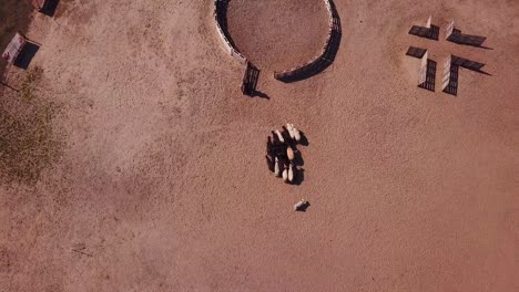 vista aérea de un perro pastor pumi que está siendo entrenado para guiar el ganado dentro de una cerca