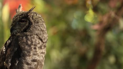 an owl perched, turning head, observing environment