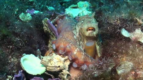 reef octopus close up with empty shells in the mediterranean sea