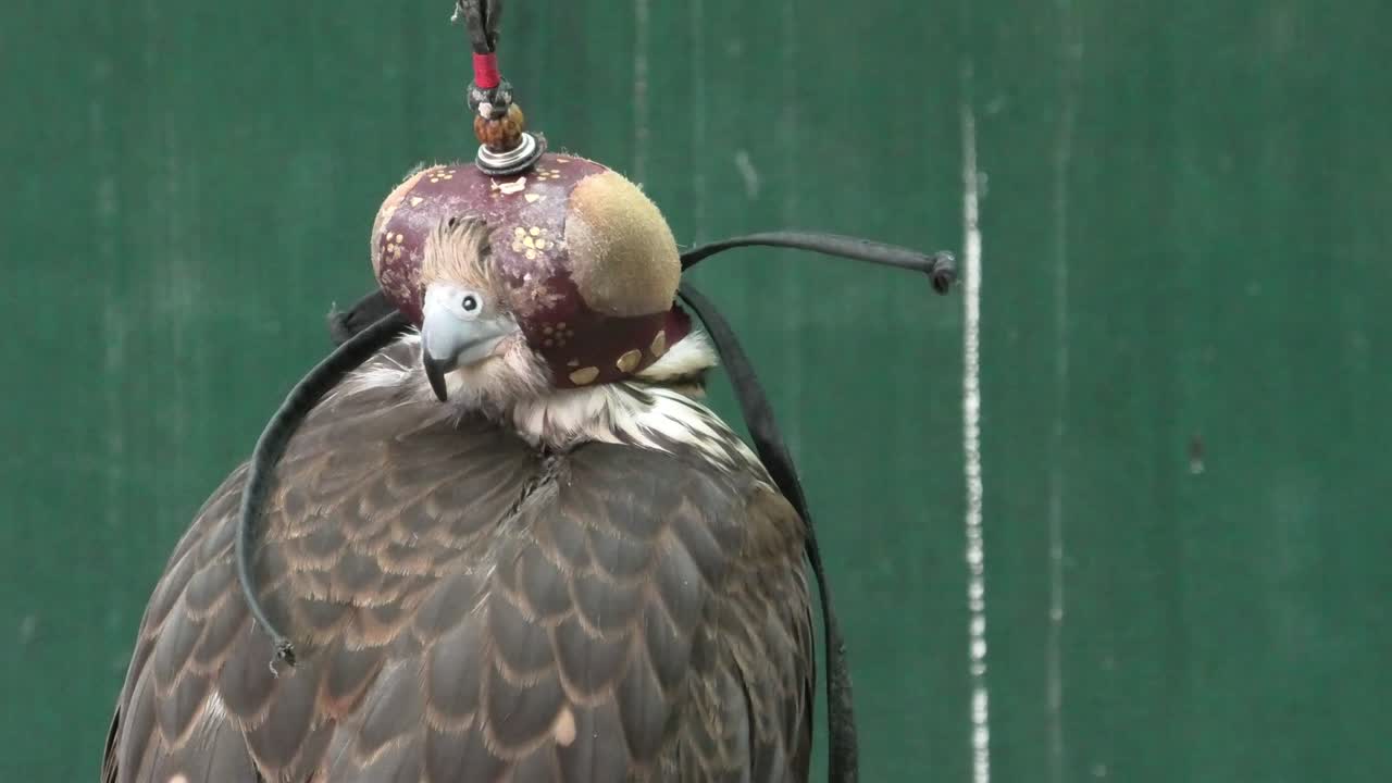 팔콘 소크 (falcon souk) 에 있는 팔콘