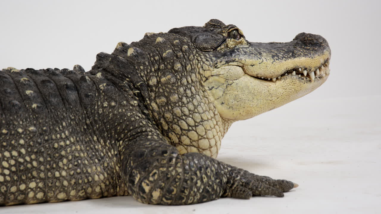 cocodrilo americano aislado sobre fondo blanco - tiro medio