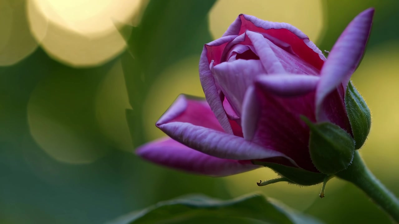 Lapso de tiempo de una flor de hibisco púrpura floreciendo