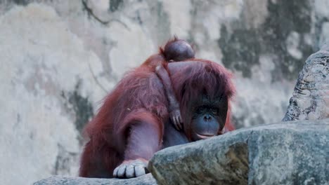 orangutan relaxing on a rock ledge