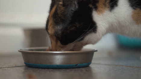 Gato-Comiendo-De-Su-Plato-En-La-Cocina