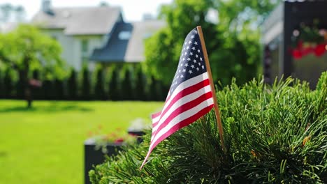 close-up of patriotic small american flag in green garden, sunny summer day