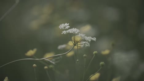 delicate wildflowers in a meadow