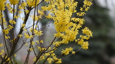 yellow flowering bush and wind in spring morning