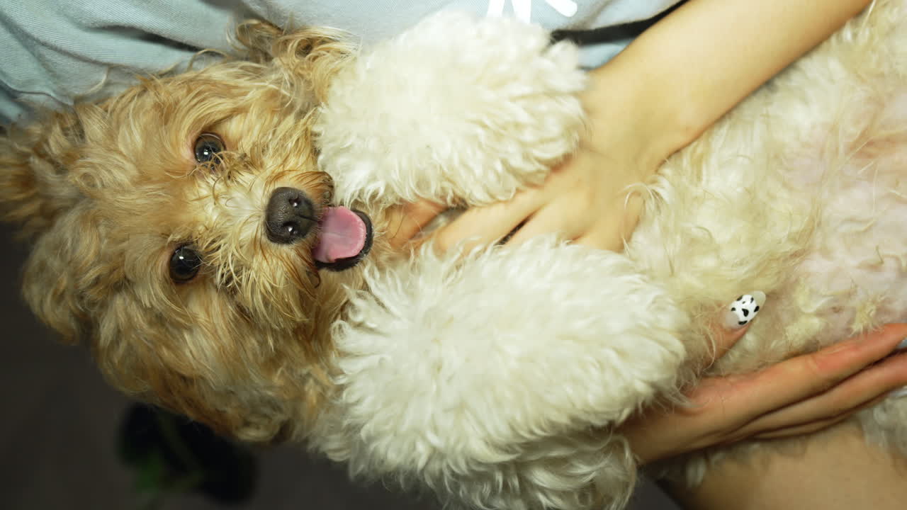 곱슬머리 개는 주인에게 편안함을 느낍니다.