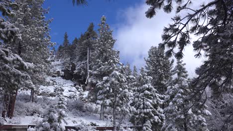 el hielo y la nieve cuelgan de los pinos en un claro del bosque en invierno