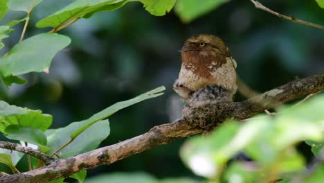 Das-Javanische-Froschmaul-Oder-Horsfields-Froschmaul-Kommt-In-Thailand-Und-Anderen-Asiatischen-Ländern-Vor