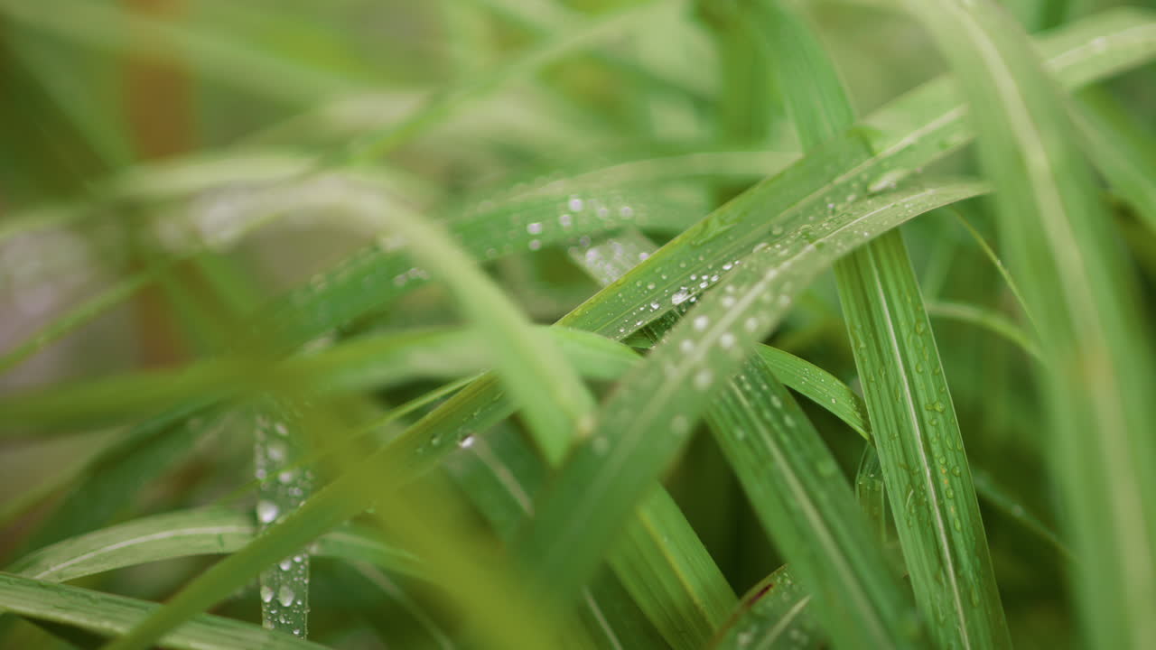 Close-up of Green Grass Blades with Water Droplets