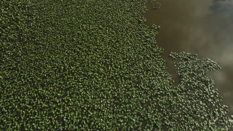 aerial view of invasive aquatic plants in the lake