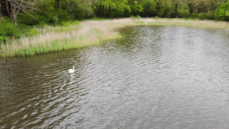 Aerial-stationary-shot-of-a-swan-on-Chard-Reservoir-Somerset-England