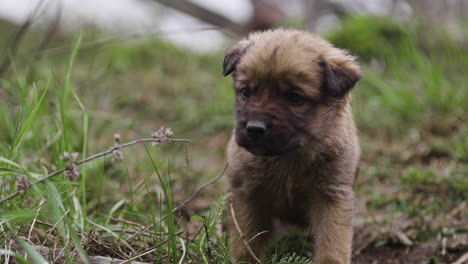 cute puppy in the grass