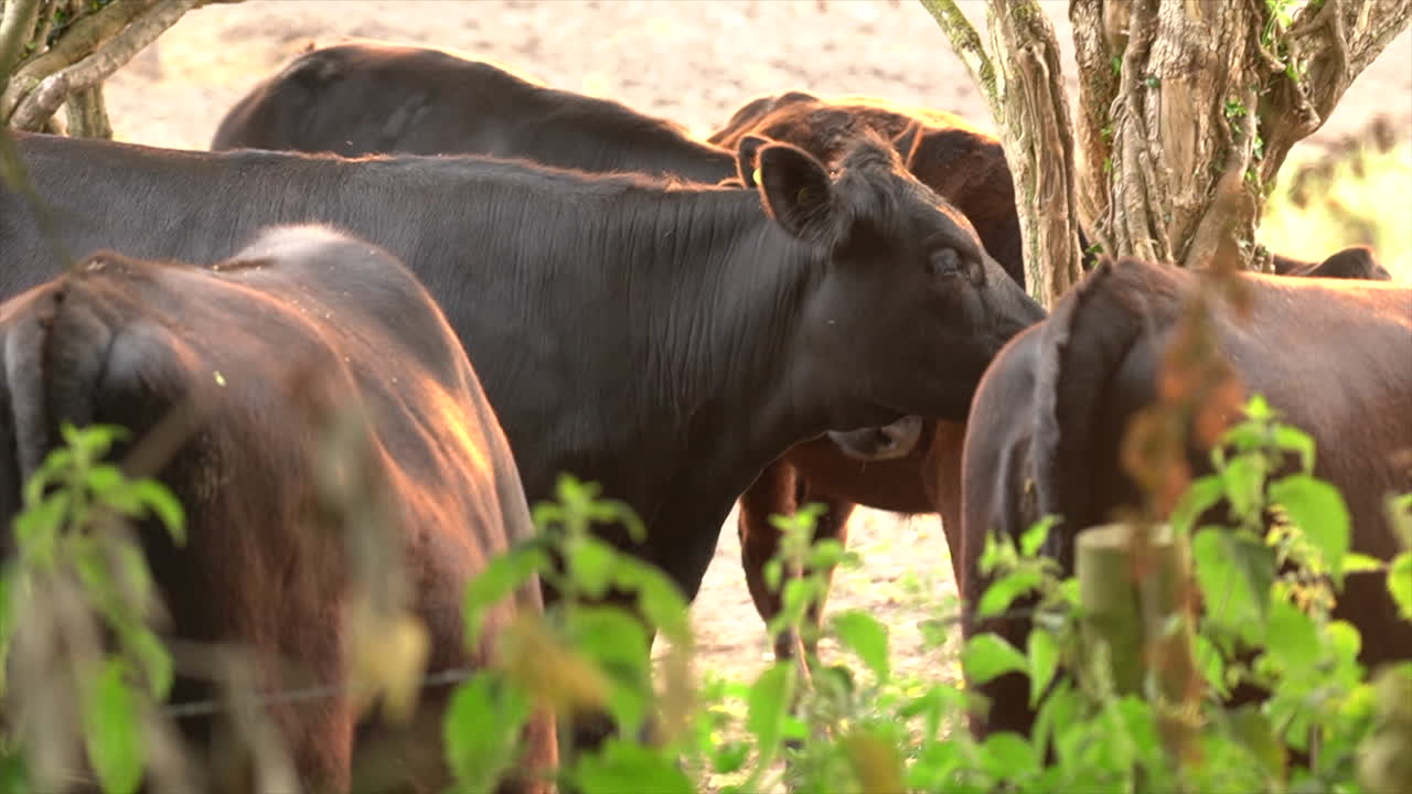 una manada de vacas se reúnen a la luz del sol mientras las moscas zumban a su alrededor en dorset, inglaterra