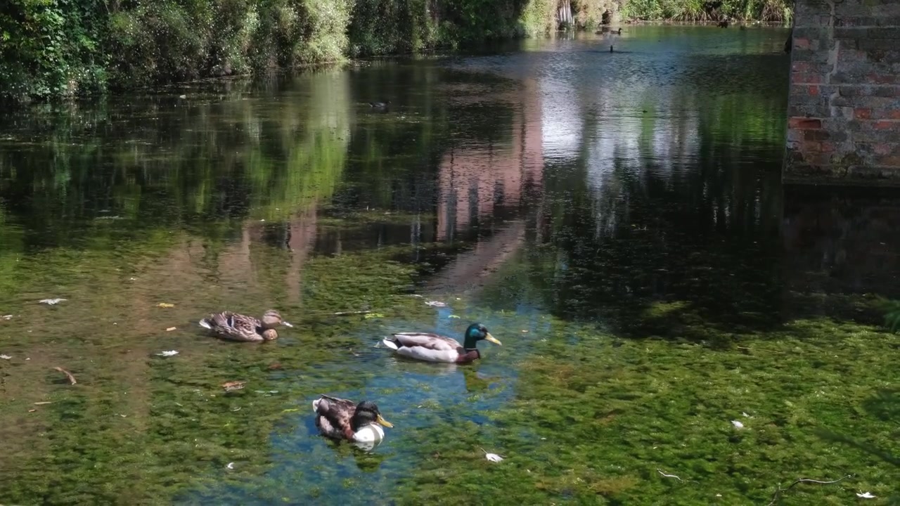Närbild av en gräsandshane som simmar lugnt genom nedsänkt vattenvegetation i dammen vid Well Hall Park, Eltham, London