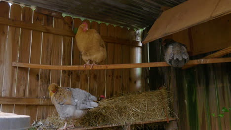 three chickens in a hen house sleeping and grooming