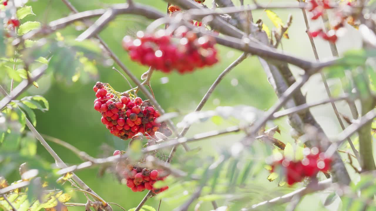 On a sunlit morning, video shows ripe Rowan berries&mdash;a mystical, witch-repelling tree, future diviner, and jam-maker, cherished by wildlife in both woods and towns