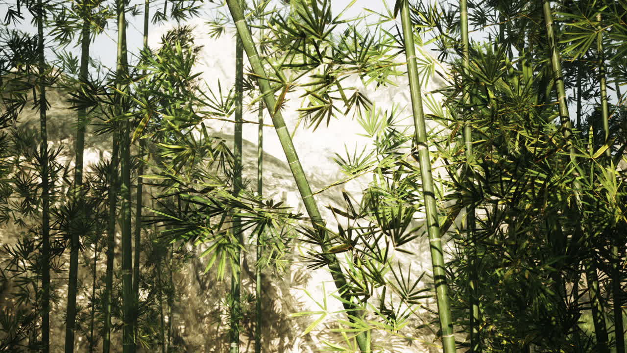 Lush bamboo grove in the mountains of china under bright sky