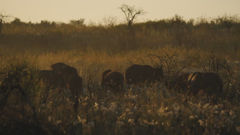 los búfalos pastan pacíficamente al amanecer en un safari sudafricano, bañados en luz dorada, rodeados por la serena sabana africana.