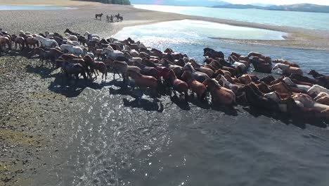 aerial drone shot herd of horses swimming in a lake mongolia. rare amazing