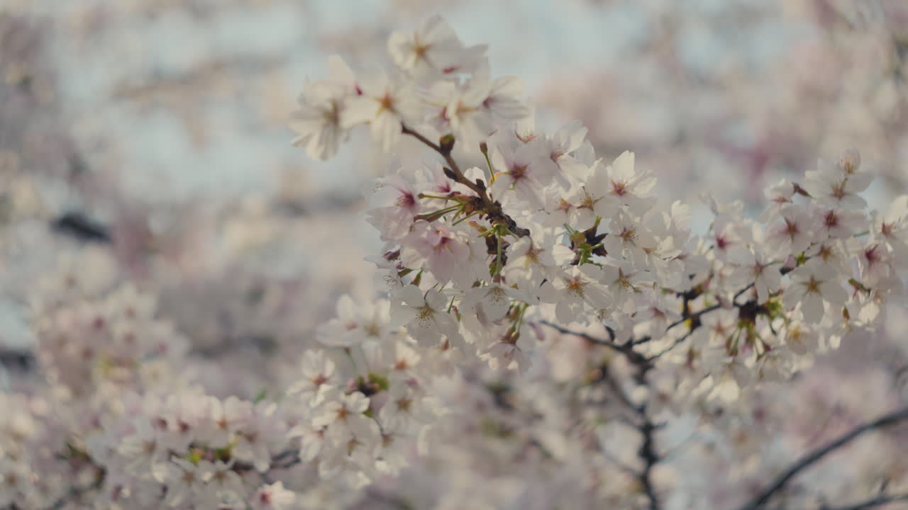 Fiori di ciliegio dettagliati con messa a fuoco morbida e sfondo naturale.