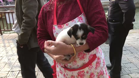 Pequeño-Cachorro-De-Perro-Feliz-En-La-Mano