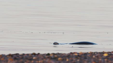 Un-Par-De-Focas-Nadando-Y-Buceando-En-El-Agua-Junto-A-La-Playa,-A-Cámara-Lenta