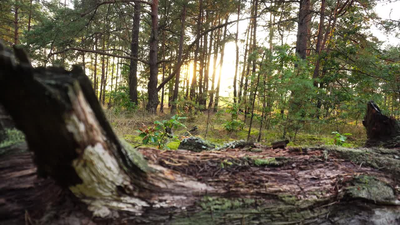 Un vecchio albero caduto nella foresta sullo sfondo di un tramonto soleggiato. Bella natura nella foresta, muschio denso sullo sfondo del sole.