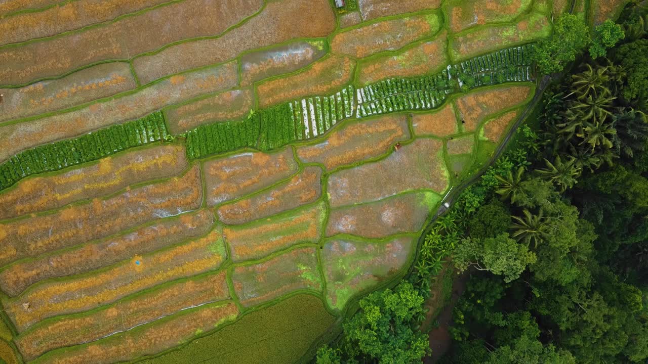 bellas imágenes cinematográficas de ubud, bali drone con exótica terraza de arroz, pequeñas granjas y plantaciones agroforestales