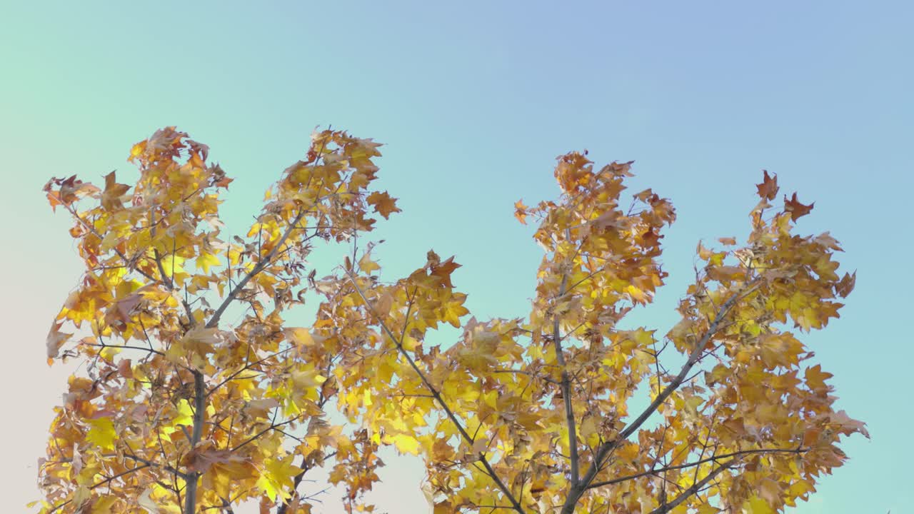 오타루 최고의 뷰