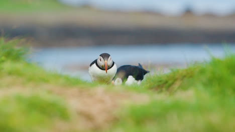 Puffins-on-Lunga-Island-in-Scotland,-with-grassy-landscape-and-ocean-in-the-background